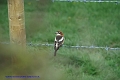 woodchat shrike, woodchat shri-7